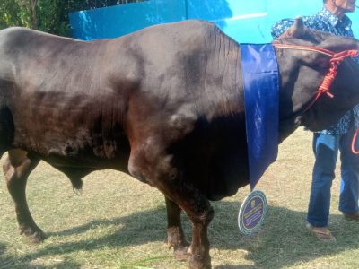 Pemkot Bandar Lampung Salurkan 93 Hewan Kurban Sambut Idul Adha 1446 H