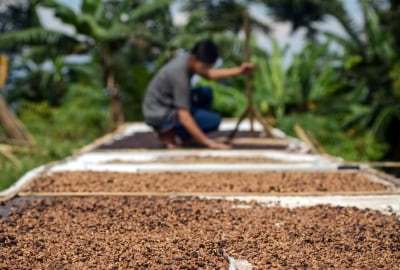 Ekspor Kopi Indonesia Fluktuatif, Amerika Serikat Tetap Pasar Utama