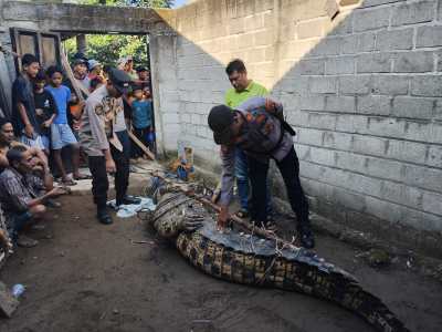 Buaya Muara Pemangsa Manusia Berhasil Ditangkap di Sungai Way Semaka