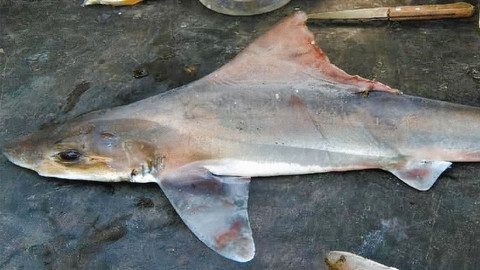 Setelah 50 Tahun, Hiu Sailback Houndshark Ditemukan Kembali di Papua Nugini