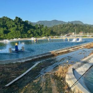 Jelang Hari Kesaktian Pancasila, PLN UP3 Pringsewu Dorong Hilirisasi Pertanian dan Perikanan