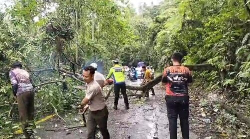 Respons Cepat! Sat Lantas dan BPBD Tanggamus Bersihkan Pohon Tumbang di Jalur Utama Batu Kramat