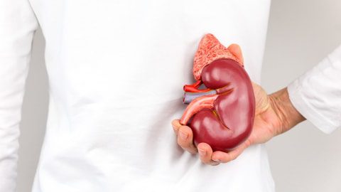 Terobosan Medis: Ilmuwan Berhasil Ciptakan “Ginjal Universal” yang Cocok untuk Semua Golongan Darah