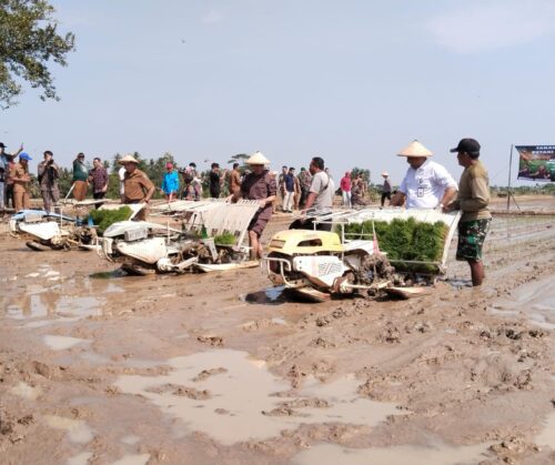 Di Hamparan Sawah Sumbersari, Kajati Lampung Tinjau Tanam Padi Petani Tergabung Dalam Program PMA