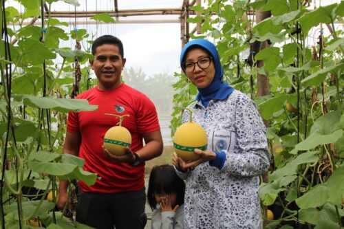 Yonif 7 Marinir Panen Melon di Marines 7 Ranch Pesawaran