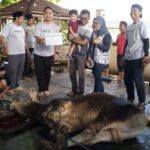 DKM Al Iman Gedong Meneng Gelar Penyembelihan Hewan Qurban 1447 Hijriah